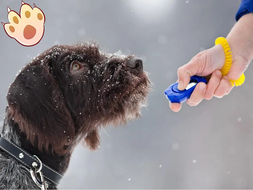 Male vs female dog comparison