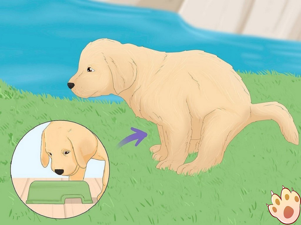 Dog dental care illustration