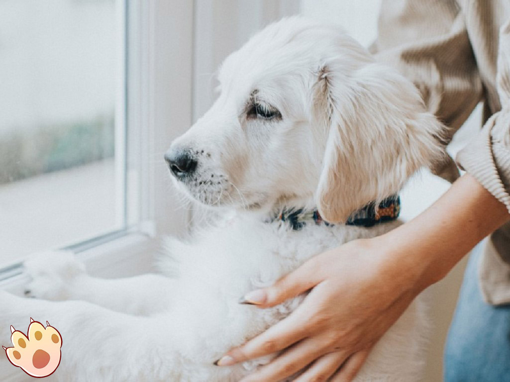 Dog dental care illustration