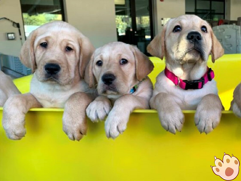 Male vs female dog comparison