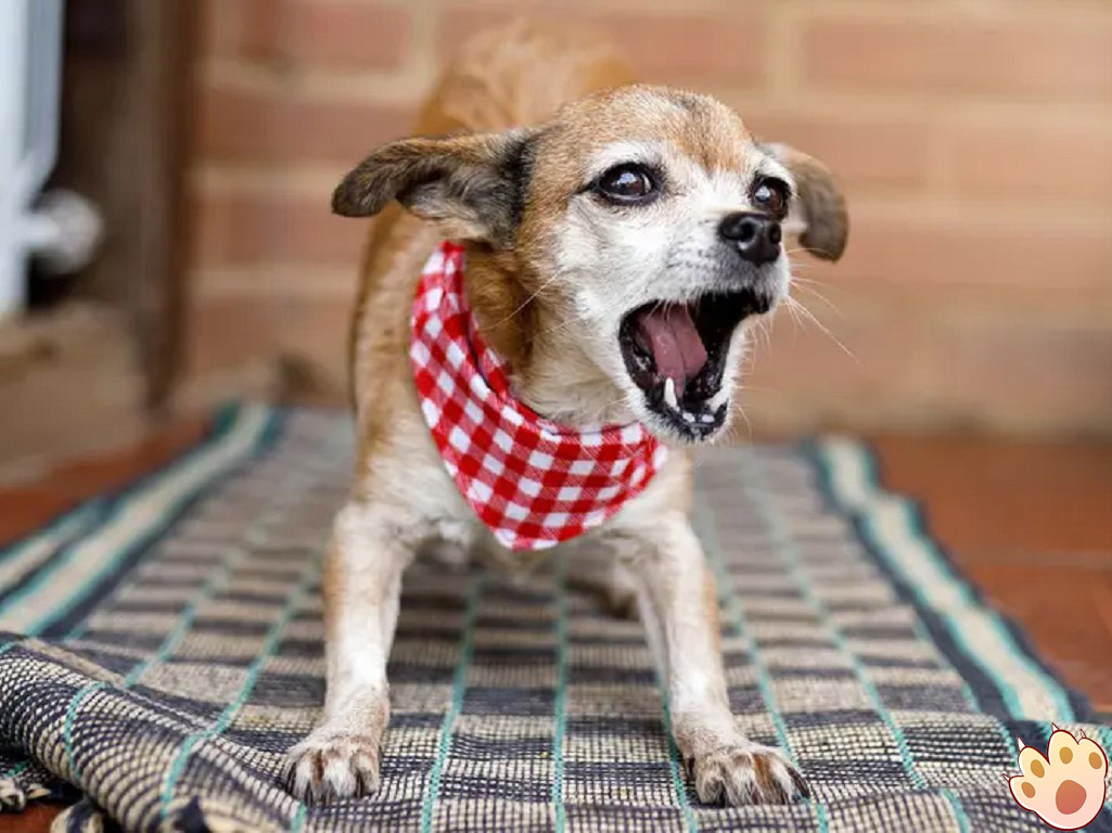 Male vs female dog comparison