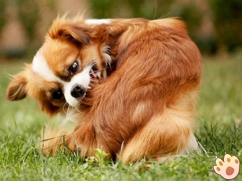 Dog dental care illustration