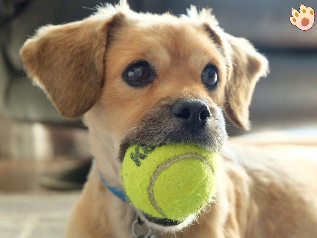 Dog dental care illustration