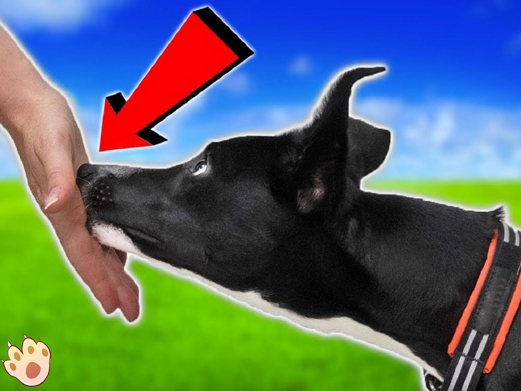 Dog dental care illustration