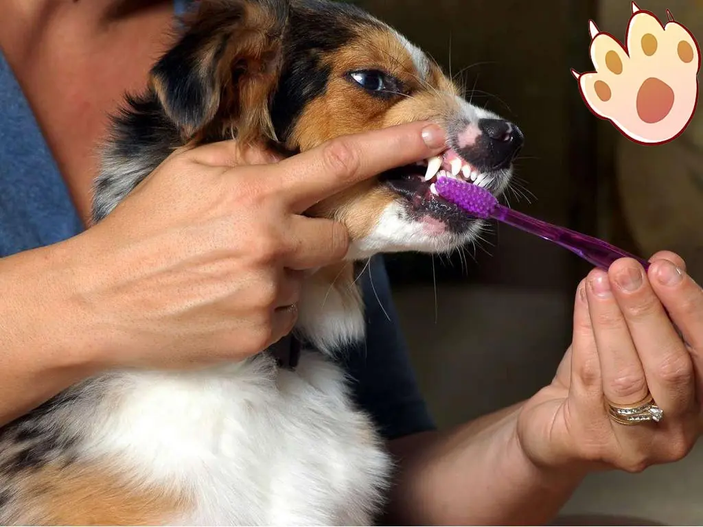 Male vs female dog comparison