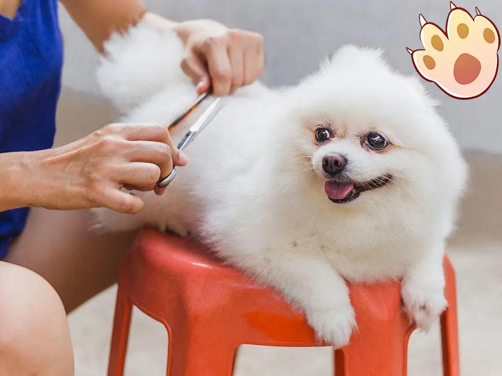 Dog dental care illustration