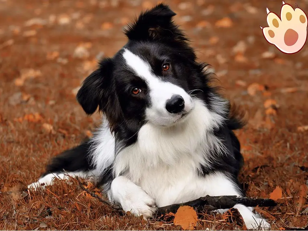 Male vs female dog comparison