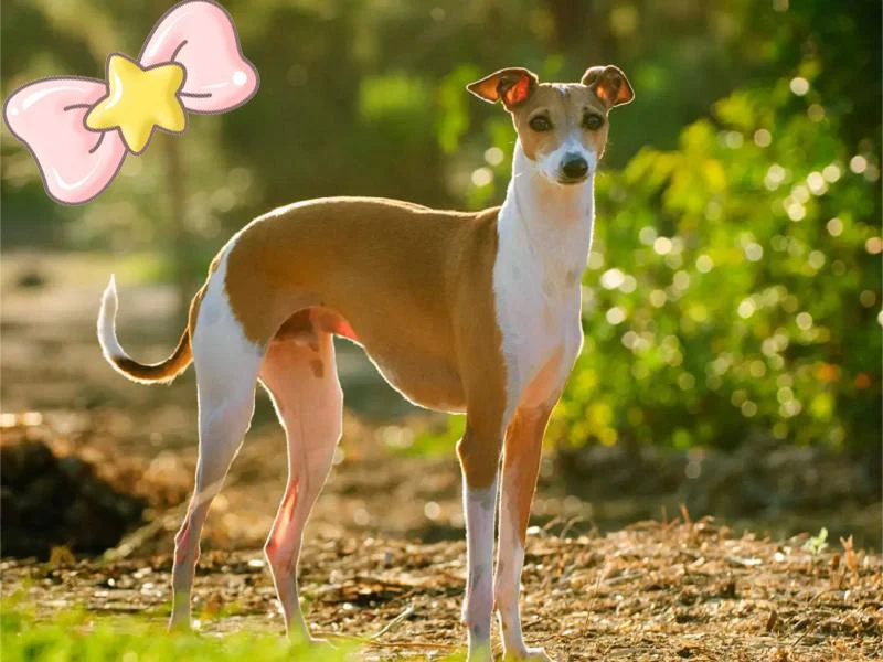#