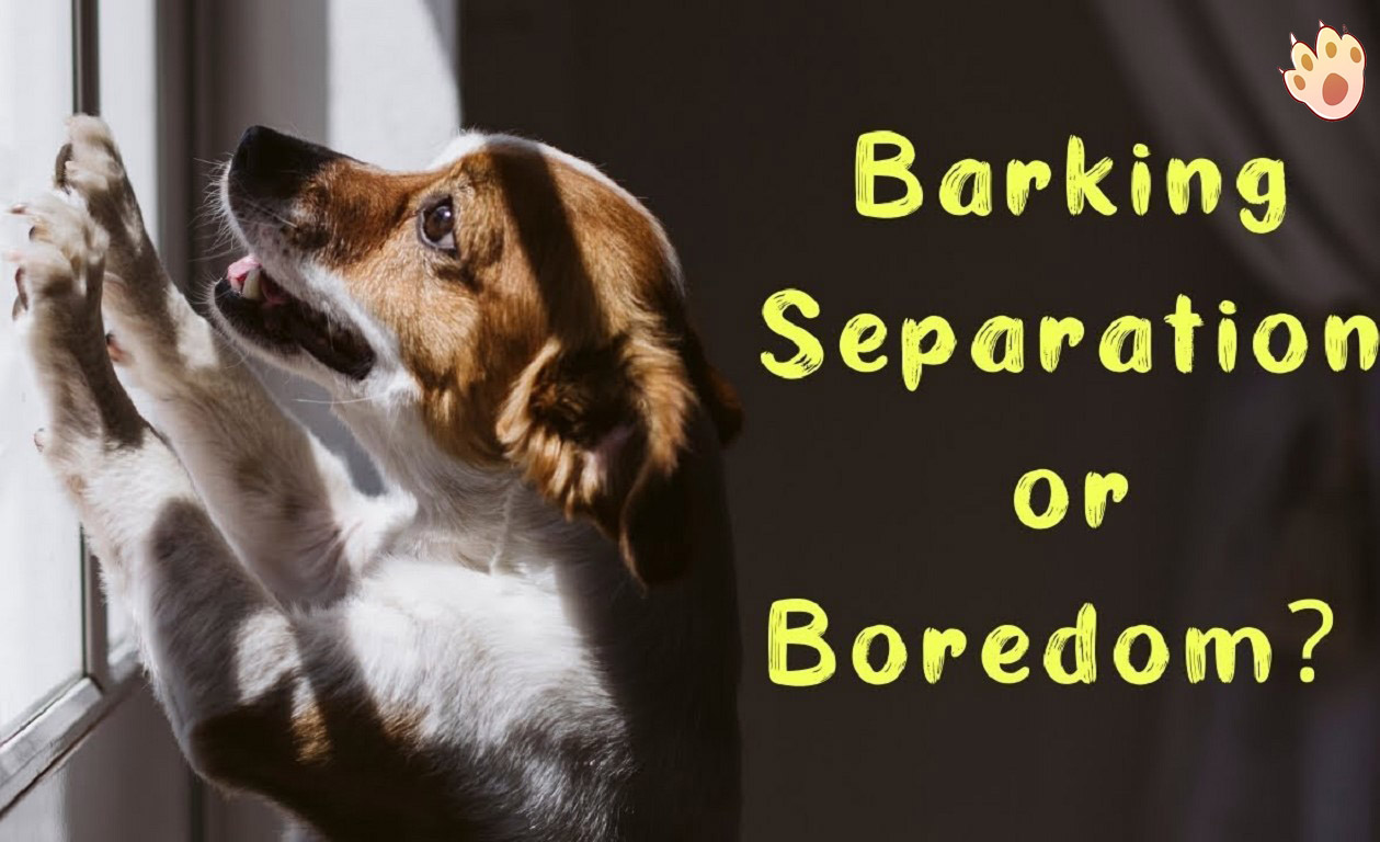 Dog dental care illustration