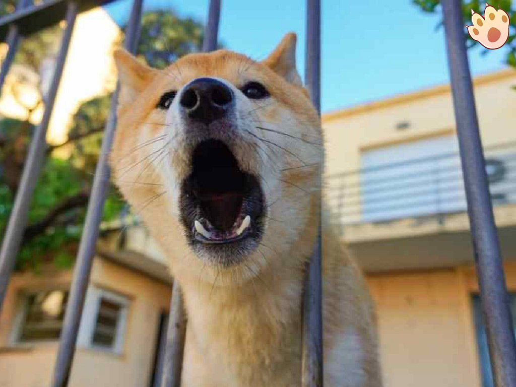 Dog dental care illustration