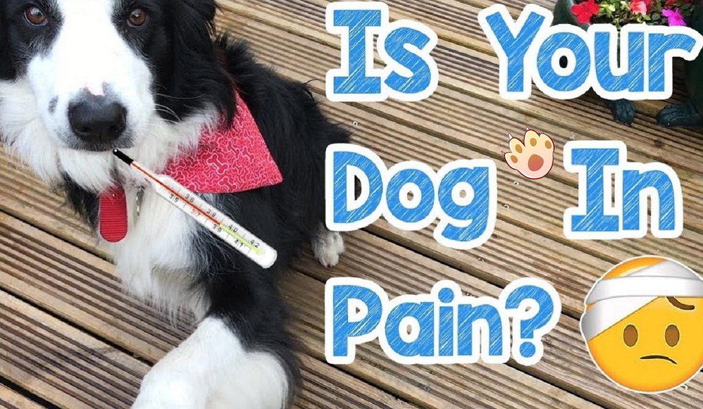 Dog dental care illustration