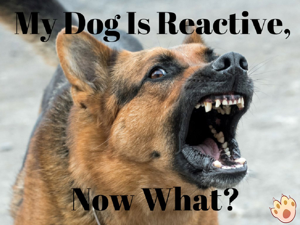 Dog dental care illustration