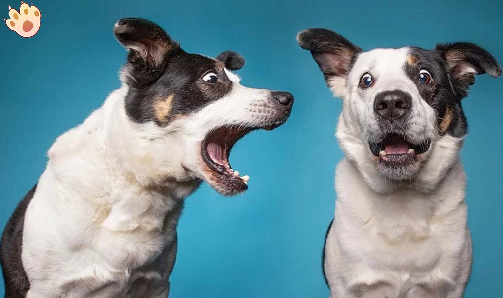 Dog dental care illustration