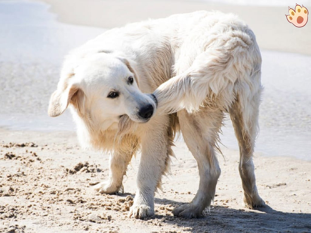 Dog dental care illustration