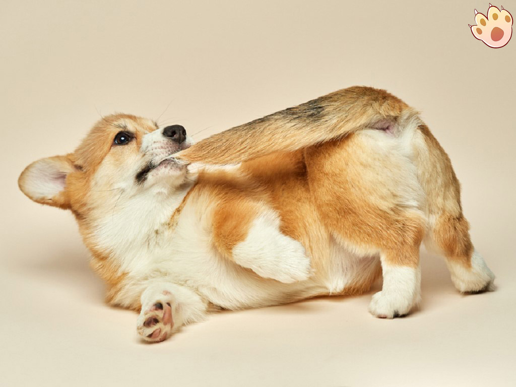 Dog dental care illustration