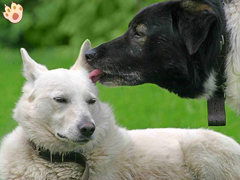 Dog dental care illustration