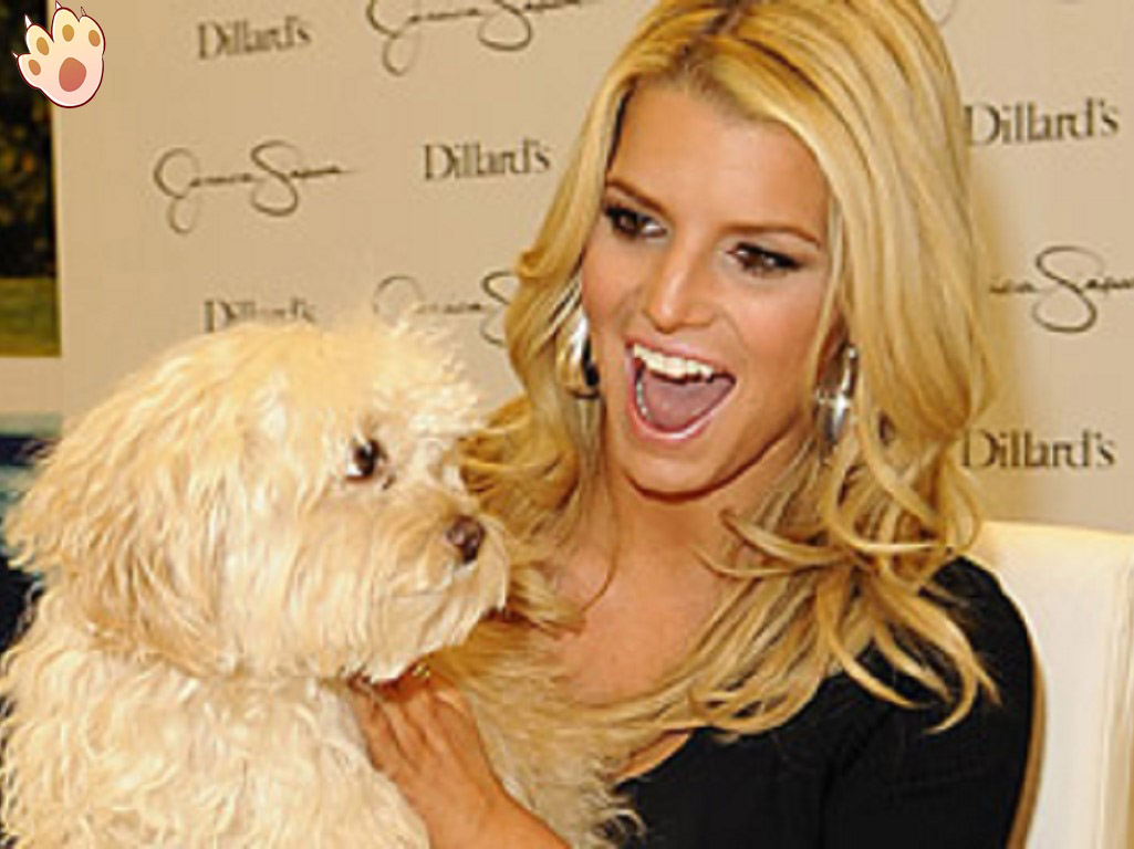 Dog dental care illustration