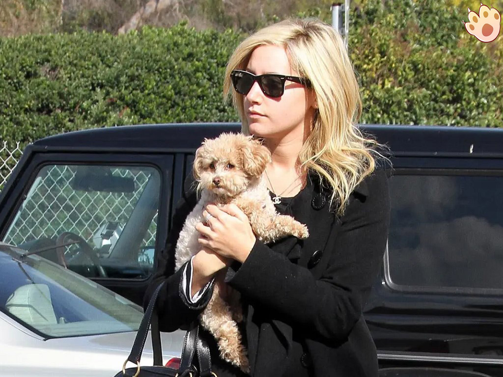 Dog dental care illustration