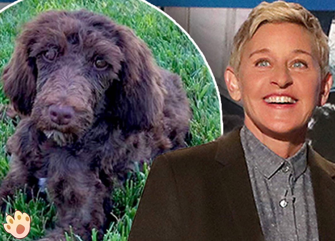 Dog dental care illustration