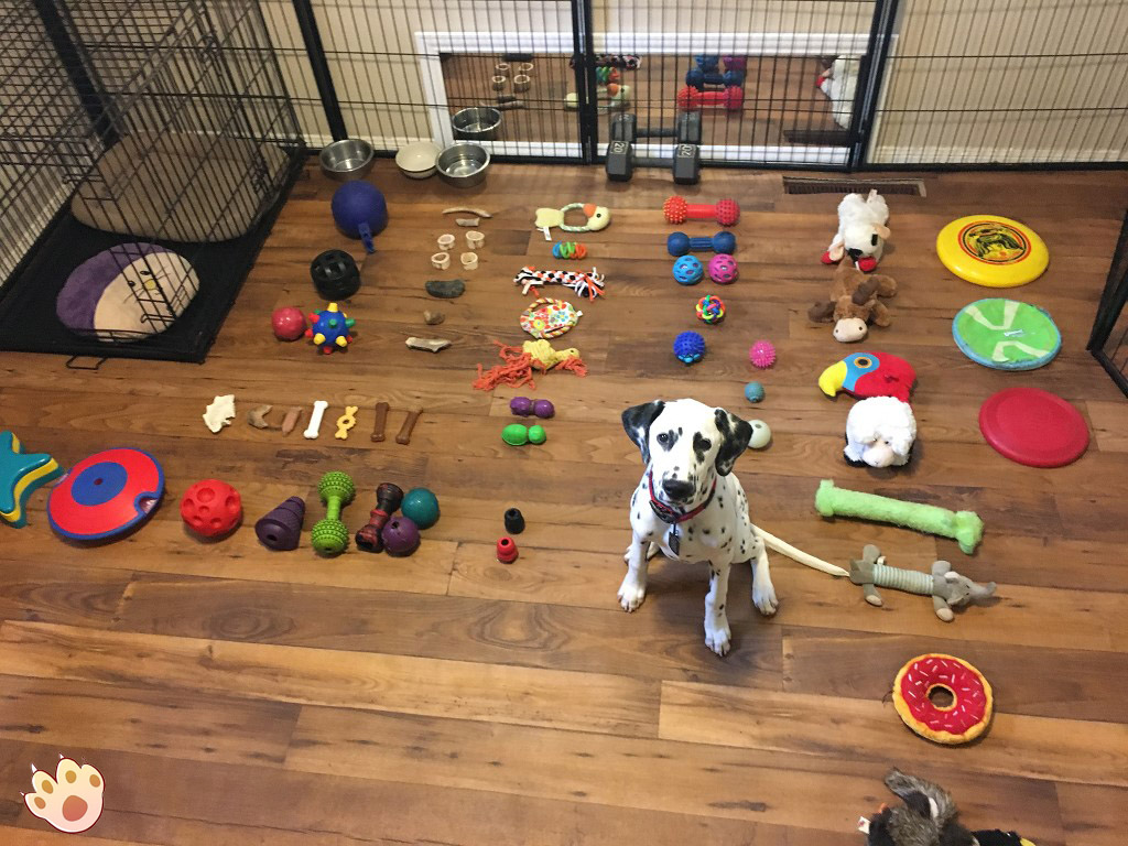 Dog dental care illustration