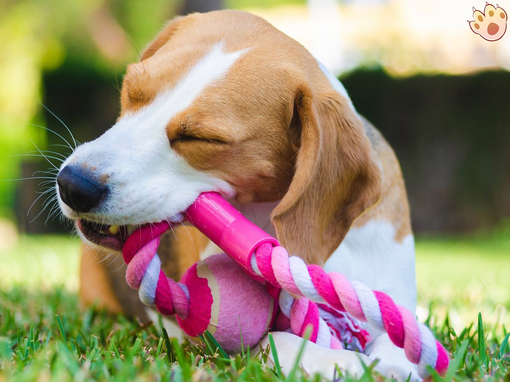 Dog dental care illustration