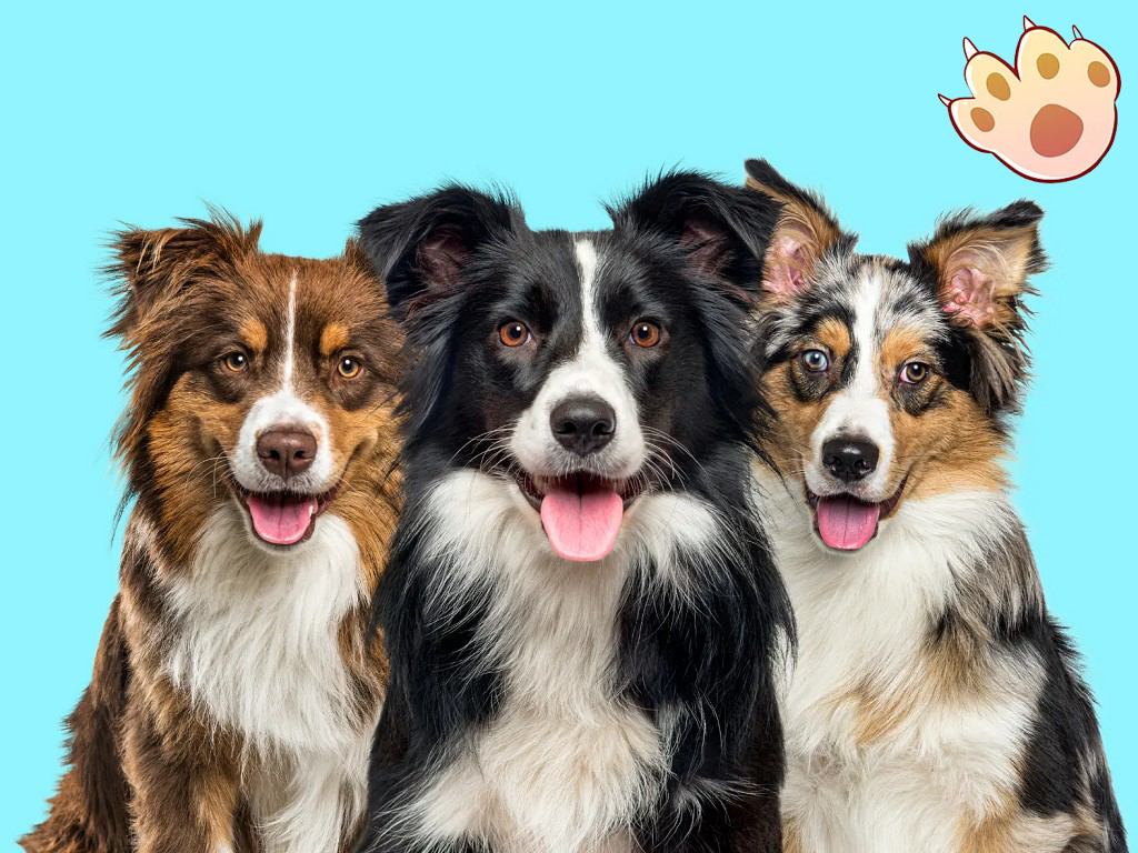 Dog dental care illustration