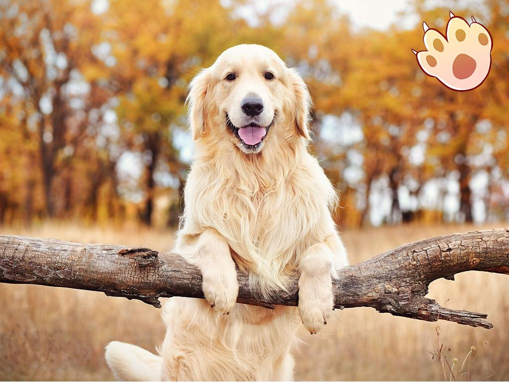 Dog dental care illustration