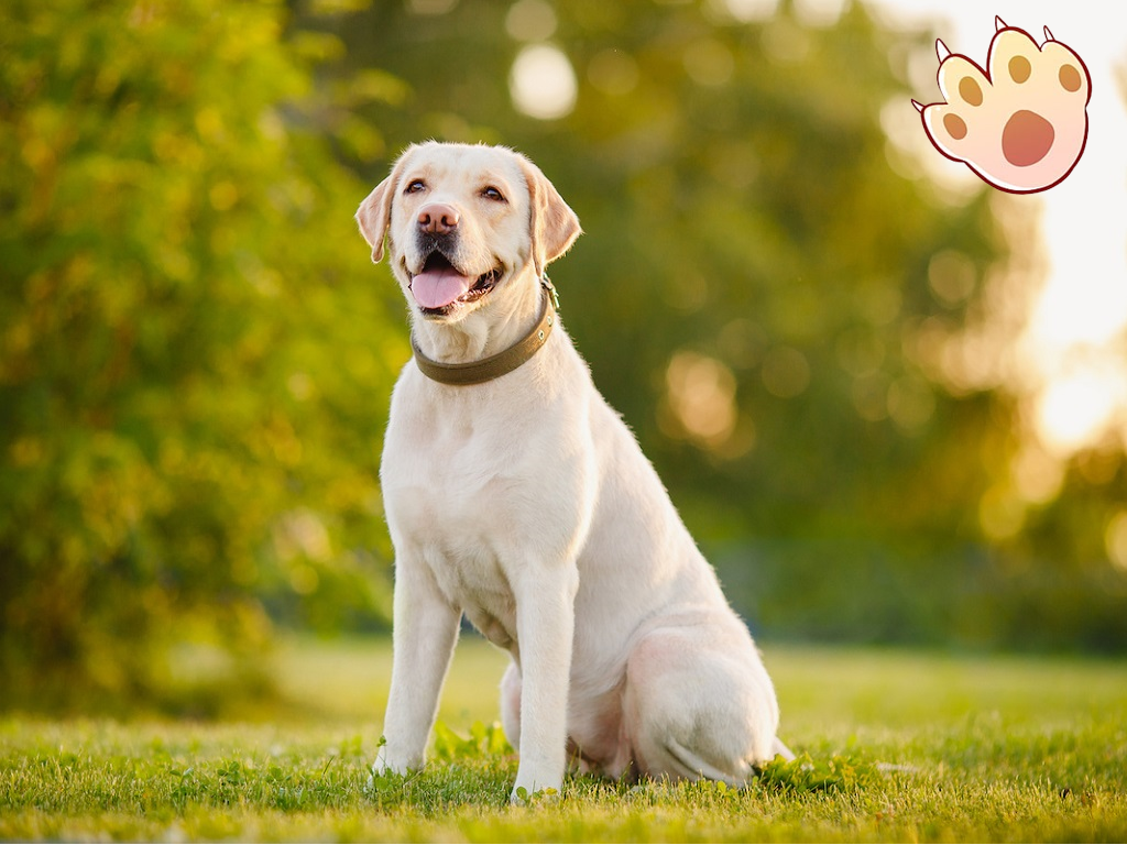 Dog dental care illustration