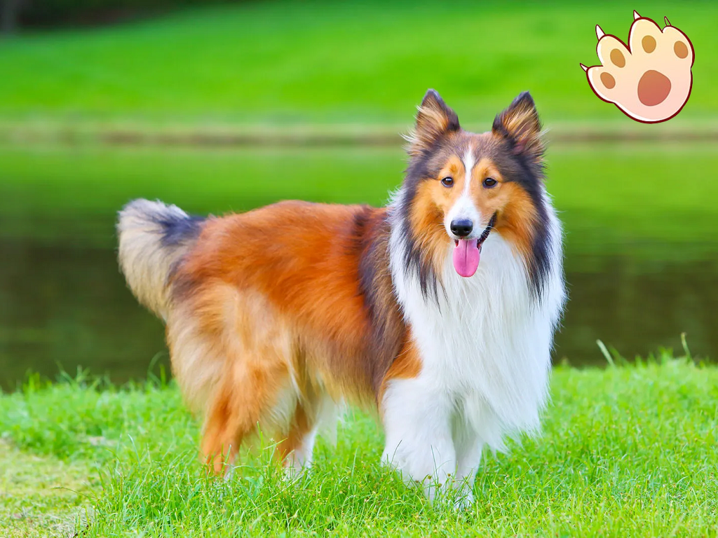 Dog dental care illustration