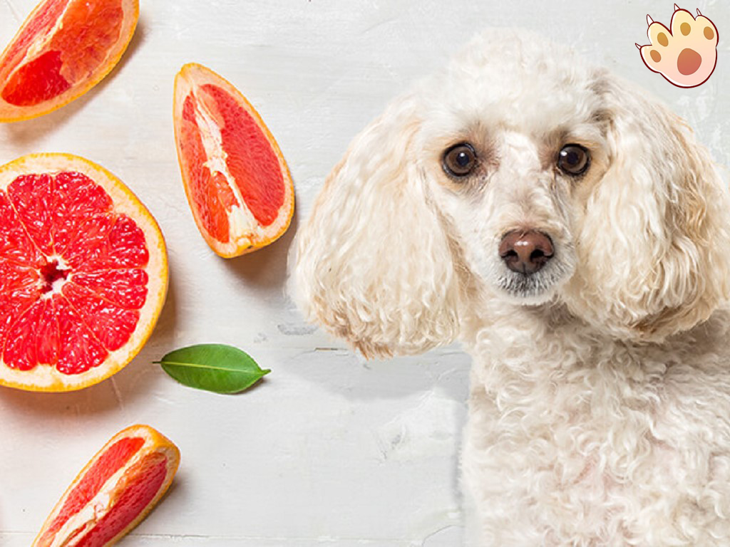Dog dental care illustration