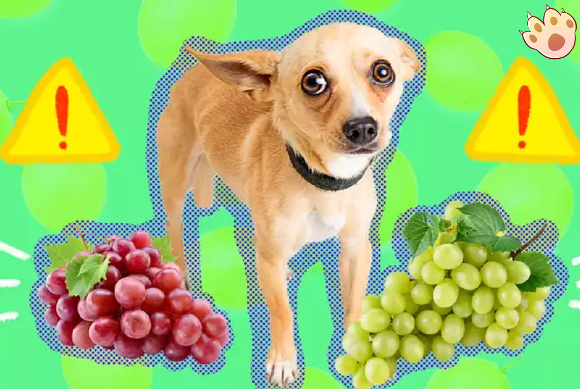 Dog dental care illustration