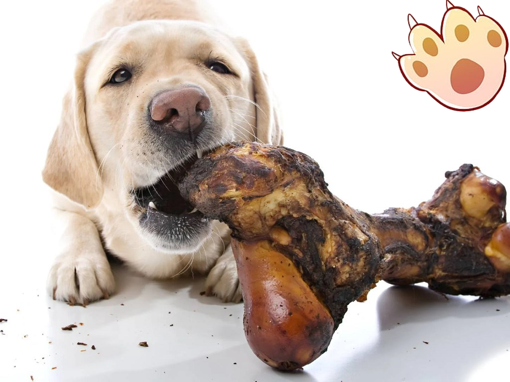 Dog dental care illustration