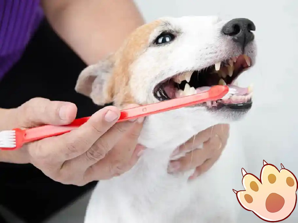 Dog dental care illustration
