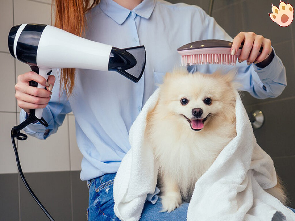 Dog dental care illustration