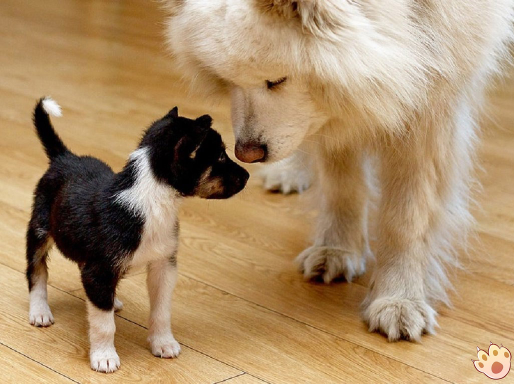Dog dental care illustration