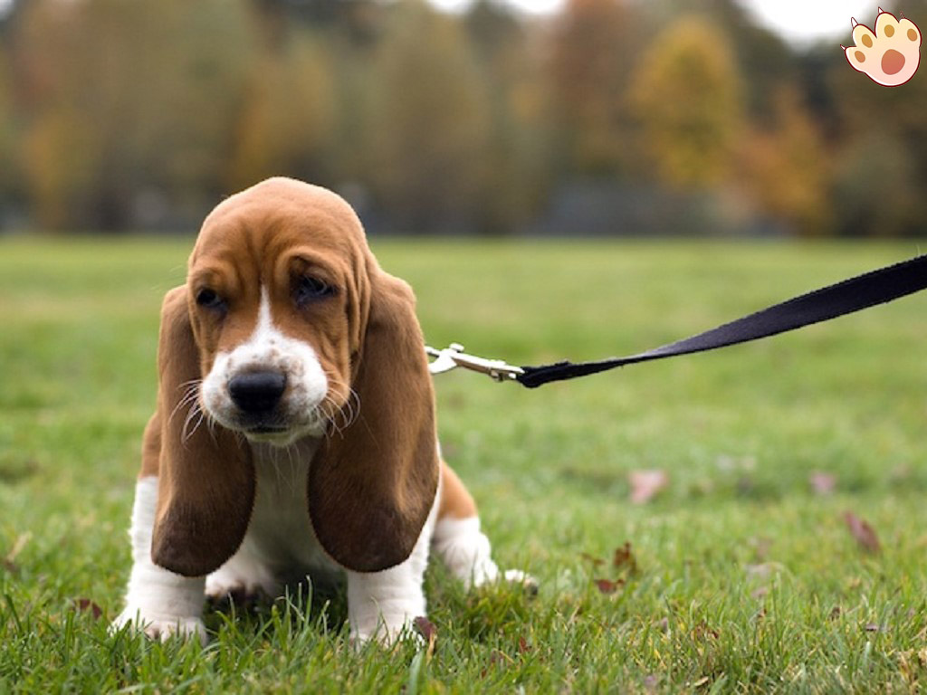 Dog dental care illustration