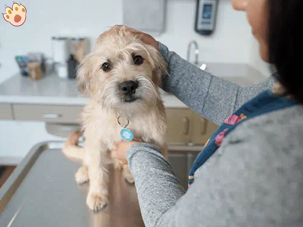 Dog dental care illustration