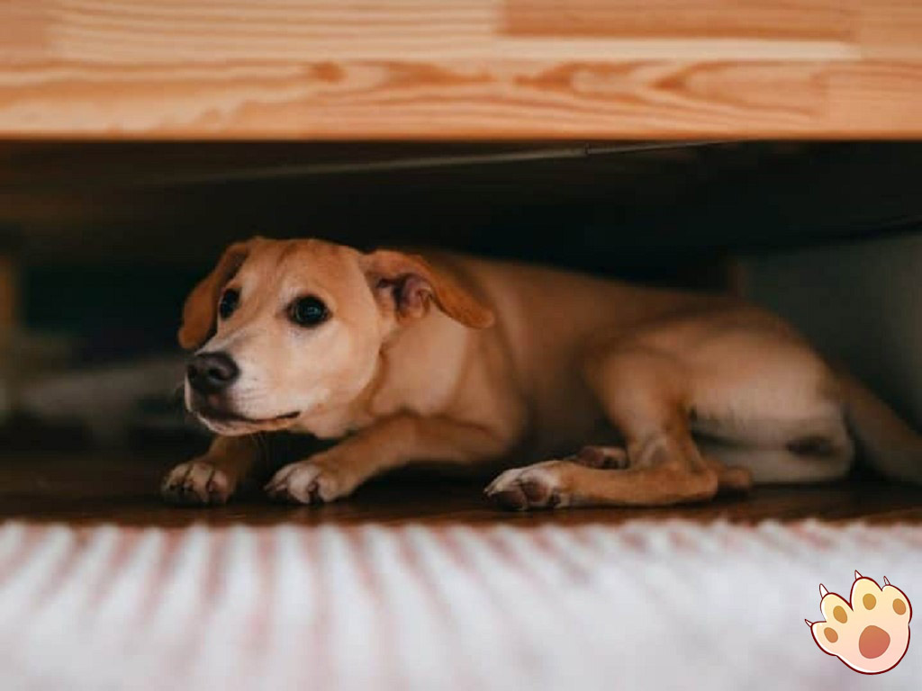 Dog dental care illustration